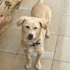 Toothy – Mid Age, Small Size Breed, Male Dog. Rescued by Rescue Strays.7