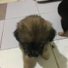 Bozo – Young Age, Small Size Breed, Female Dog. Rescued by Rescue Strays.-9