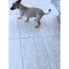 Budly – Mid Age, Small Size Breed, Female Dog. Rescued by Rescue Strays. 9