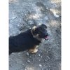 Cash – Mid Age, Small Size Breed, Male Dog. Rescued by Rescue Strays4