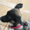 Mayaki – Young Age, Small Size Breed, Female Dog. Rescued by Rescue Strays-9