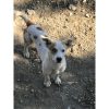 Mistuk – Mid Age, Small Size Breed, Male Dog. Rescued by Rescue Strays.-12