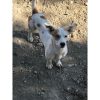 Mistuk – Mid Age, Small Size Breed, Male Dog. Rescued by Rescue Strays.-5