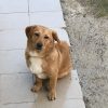 Mrs. Muscle – Mid Age, Small Size Breed, Female Dog. Rescued by Rescue Strays.-8