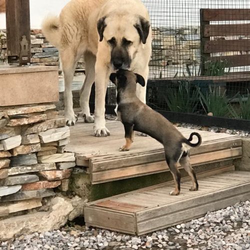 Kangal Breed Old Female Dog – Rescue Story of Sultan