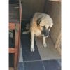 Sultan – Very Old Age, Very Big Size Breed, Female Dog. Rescued by Rescue Strays-19
