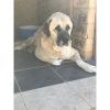 Sultan – Very Old Age, Very Big Size Breed, Female Dog. Rescued by Rescue Strays-23