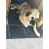 Sultan – Very Old Age, Very Big Size Breed, Female Dog. Rescued by Rescue Strays-24