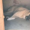 Sultan – Very Old Age, Very Big Size Breed, Female Dog. Rescued by Rescue Strays-26