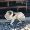 Sultan – Very Old Age, Very Big Size Breed, Female Dog. Rescued by Rescue Strays-27