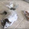 speedy-gonzales-kitten-rescue-story-by-rescue-strays-shelter-2