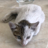 speedy-gonzales-kitten-rescue-story-by-rescue-strays-shelter-3