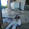 Azo cat rescued by Rescue Strays-2