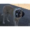 Hunkar – Mid Age, Extra Big Size Breed, Male Dog. Rescued by Rescue Strays.21