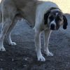 Hunkar – Mid Age, Extra Big Size Breed, Male Dog. Rescued by Rescue Strays.26