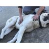 Hunkar – Mid Age, Extra Big Size Breed, Male Dog. Rescued by Rescue Strays.5
