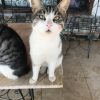 Kibar – cat rescued by Rescue Strays1