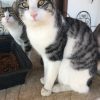 Kibar – cat rescued by Rescue Strays2