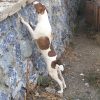 Kinali – dog rescued by Rescue Strays1