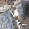 Kinali – dog rescued by Rescue Strays7