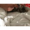 Life cat rescued by Rescue Strays-4