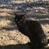 Passa cat rescued by Rescue Strays-2