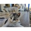 Sade cat rescued by Rescue Strays-1