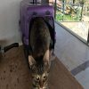 Taktak – cat rescued by Rescue Strays2