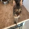 Taktak – cat rescued by Rescue Strays3
