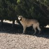 buddy-Male-dog-rescue-strays-8