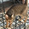 coco cat rescued by Rescue Strays