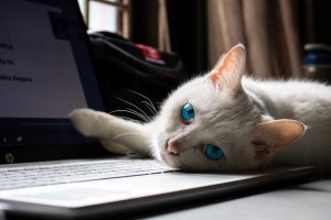 Cat On Computer