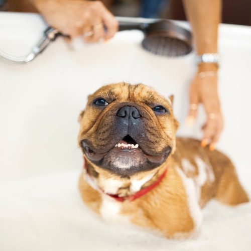 3 Pet Care Tips and Tricks