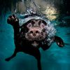 SKU 4 Black Dog Underwater