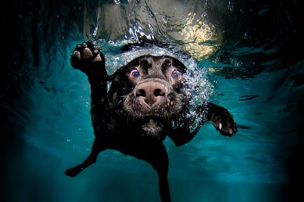 SKU 4 Black Dog Underwater