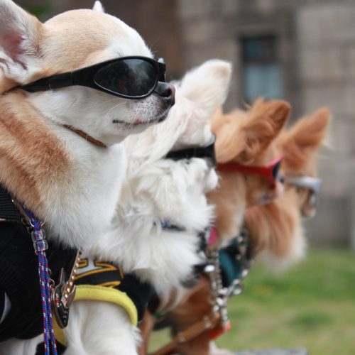 5 Cool Facts About Dogs