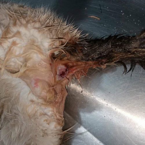 Cat raped by a human Cat raped by a human