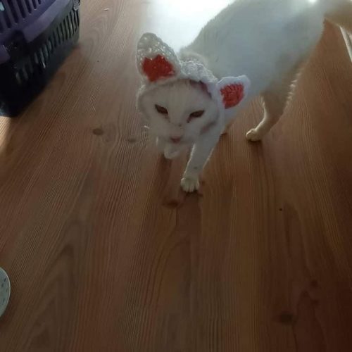 Cat's ears were cut alive by humans