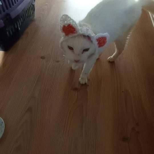 Cat's ears were cut alive by humans