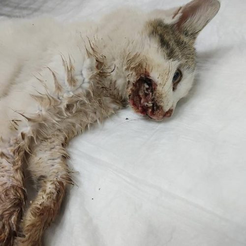 Poor Cat’s Mouth Infected with Feline Stomatitis illness Poor Cat’s Mouth Infected with Feline Stomatitis illness