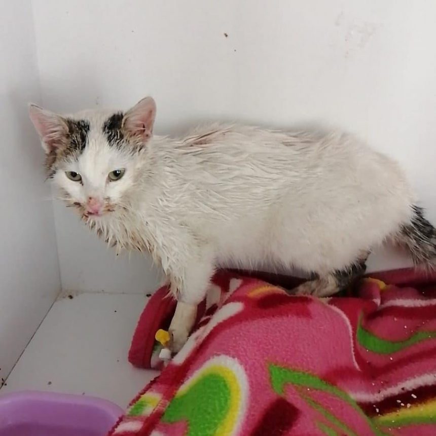 Why Does My Cat Salivate So Much