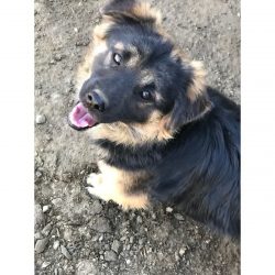 Cash - Mid Age, Small Size Breed, Male Dog. Rescued by Rescue Strays6