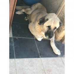 Sultan - Very Old Age, Very Big Size Breed, Female Dog. Rescued by Rescue Strays-24